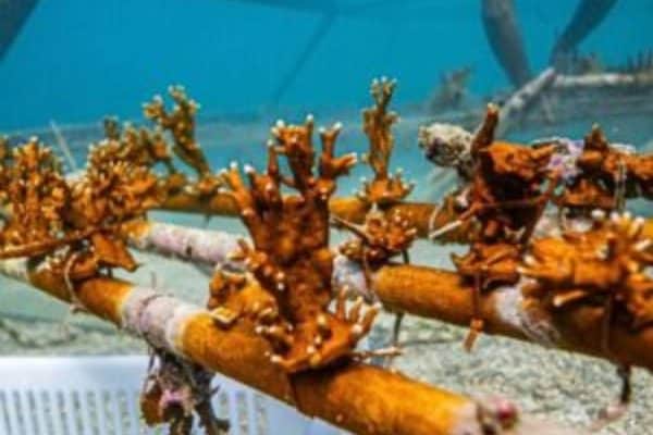 Tecnologia 3D de Pernambuco apoia recuperação de corais no litoral nordestino